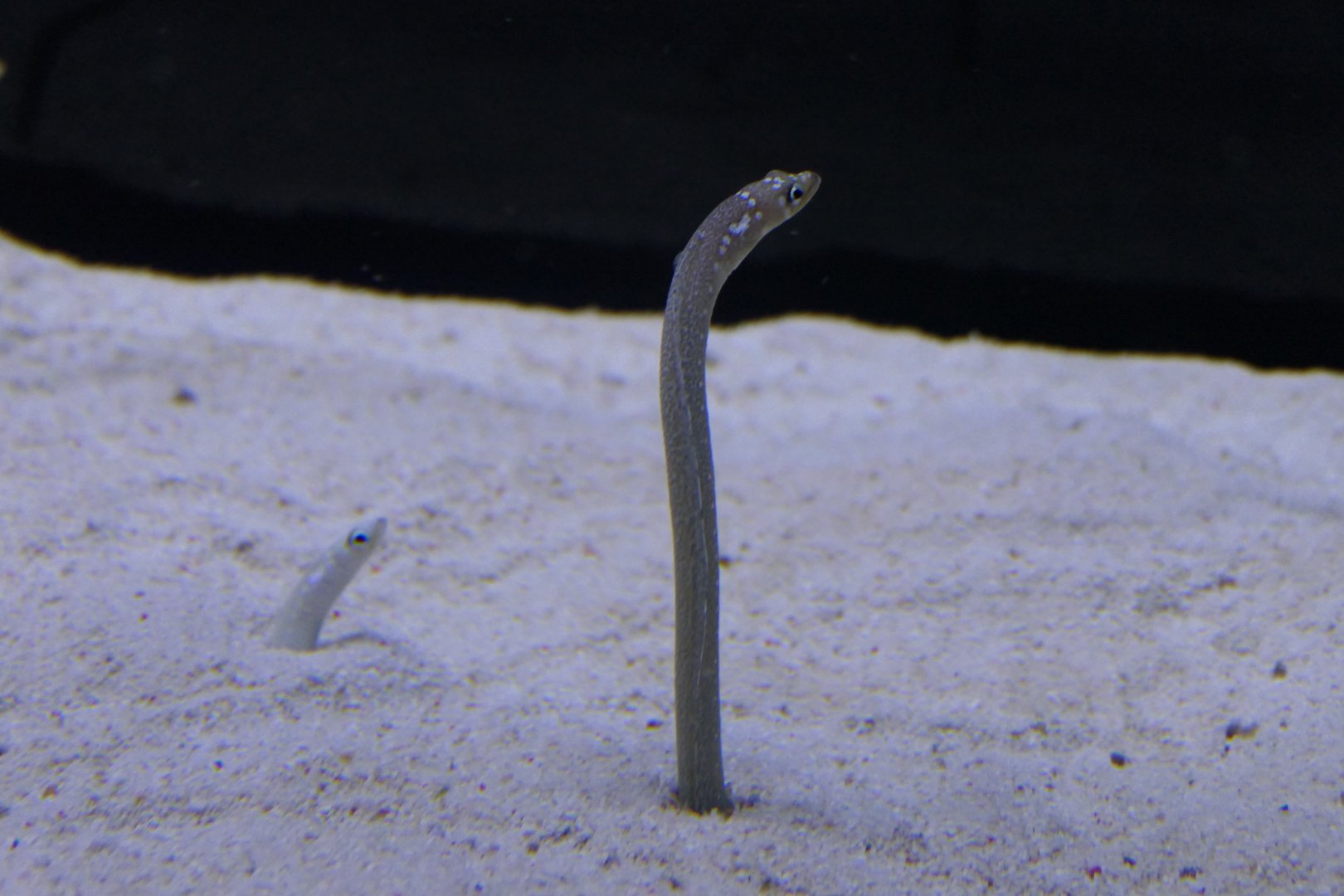 White-spotted Garden Eel (Gorgasia maculata)
