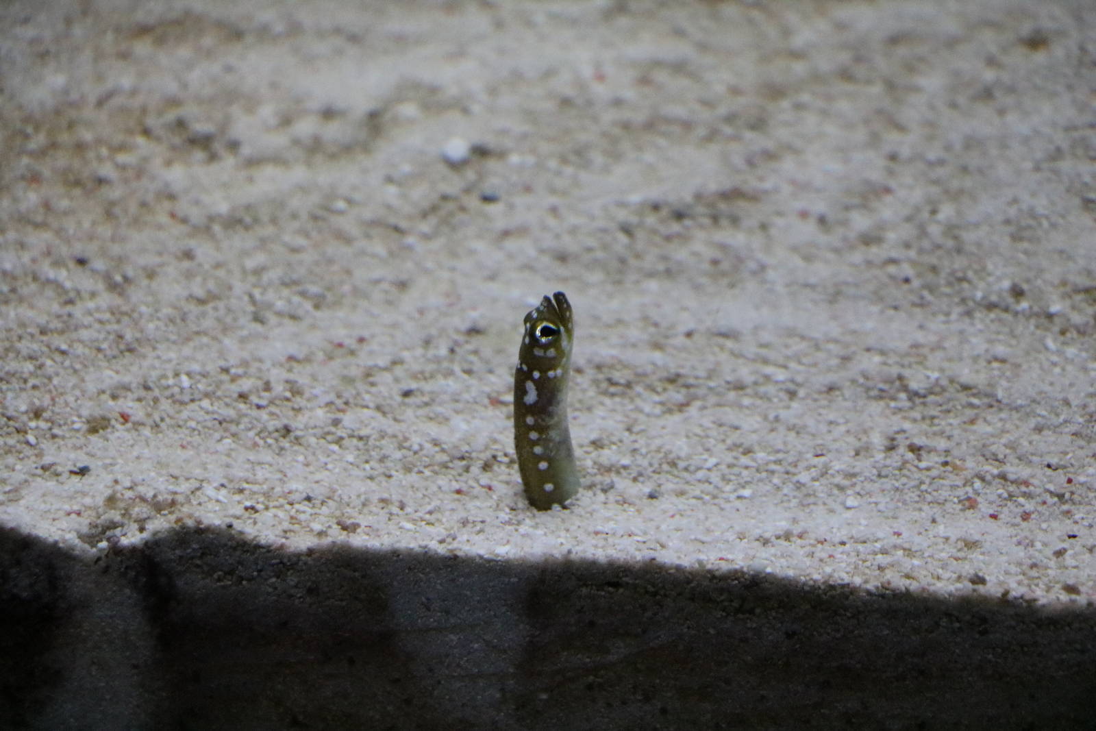 White-spotted garden eel - Sumida Aquarium, February 2016