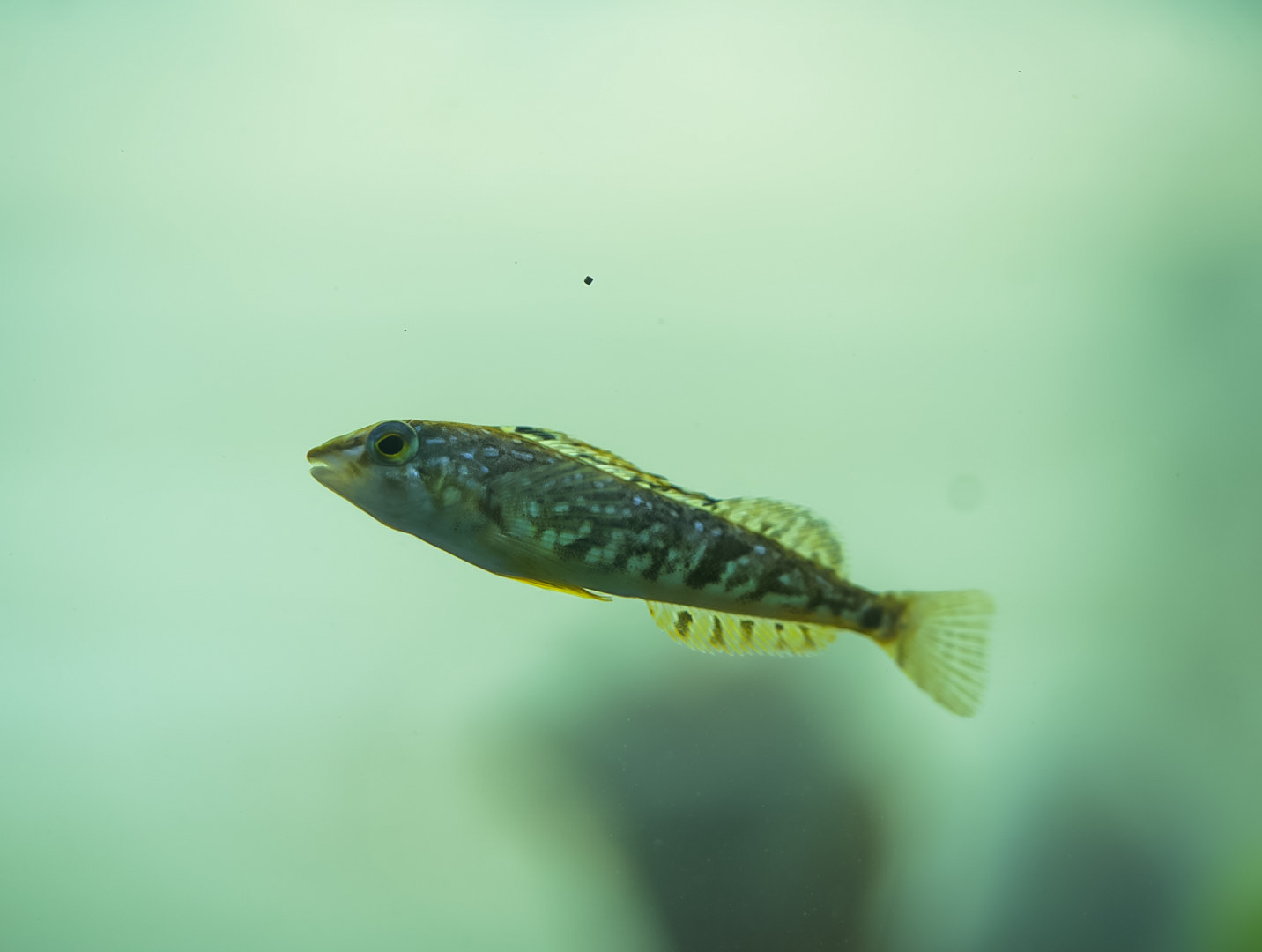 White Spotted Greenling (juvenile) (MaST Aquarium)