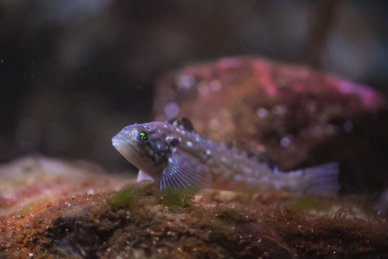 White Spotted Greenling