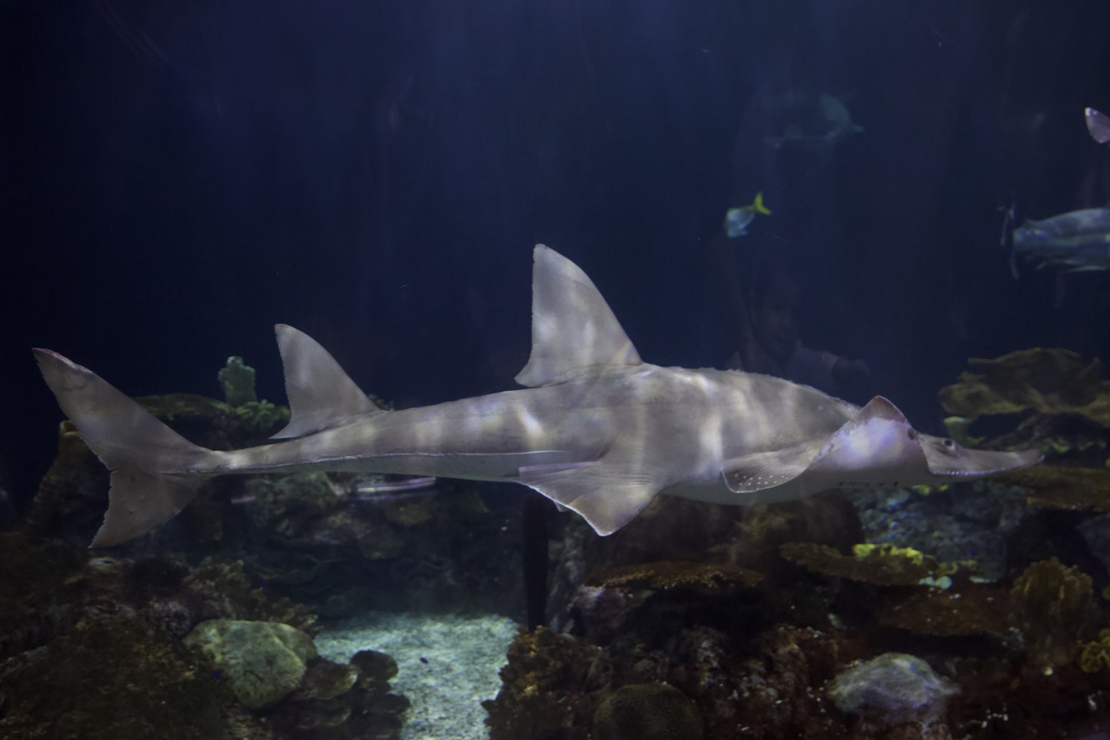White-Spotted Guitarfish/ Rhinobatos albomaculatus