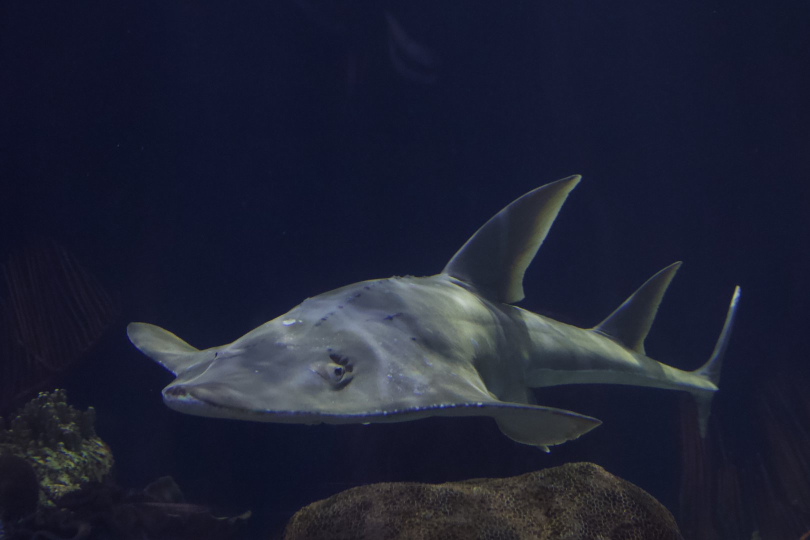 White-Spotted Guitarfish/ Rhynchobatus australiae