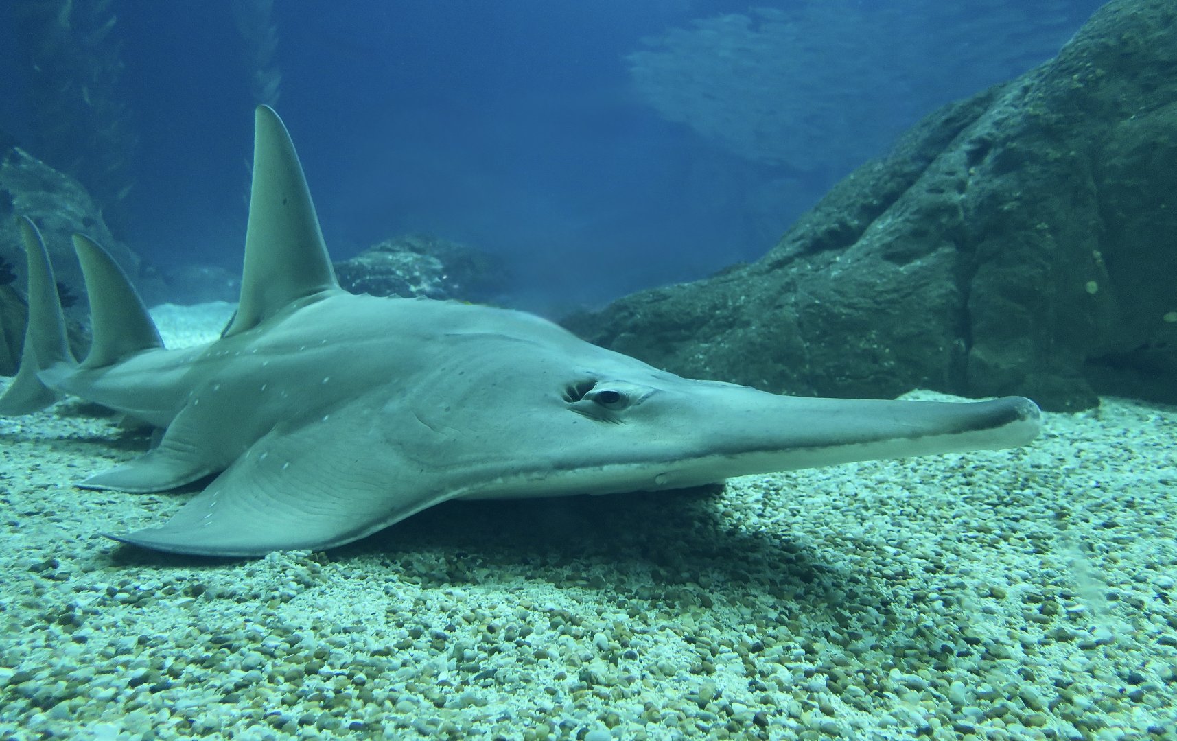 White-Spotted Guitarfish (Rhynchobatus australiae)