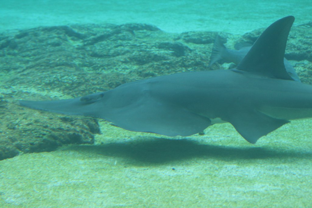 White-spotted Guitarfish
