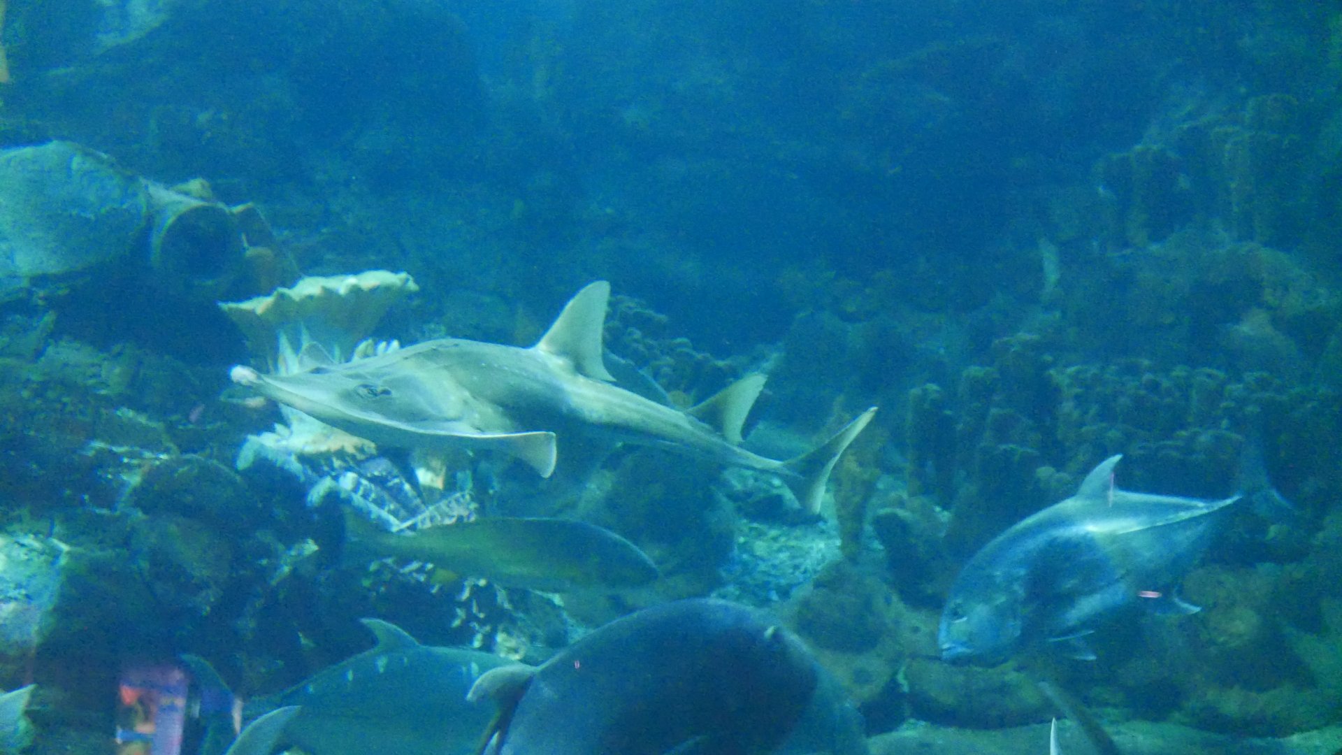 White Spotted Guitarfish