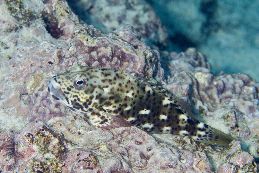 White-spotted Hawkfish