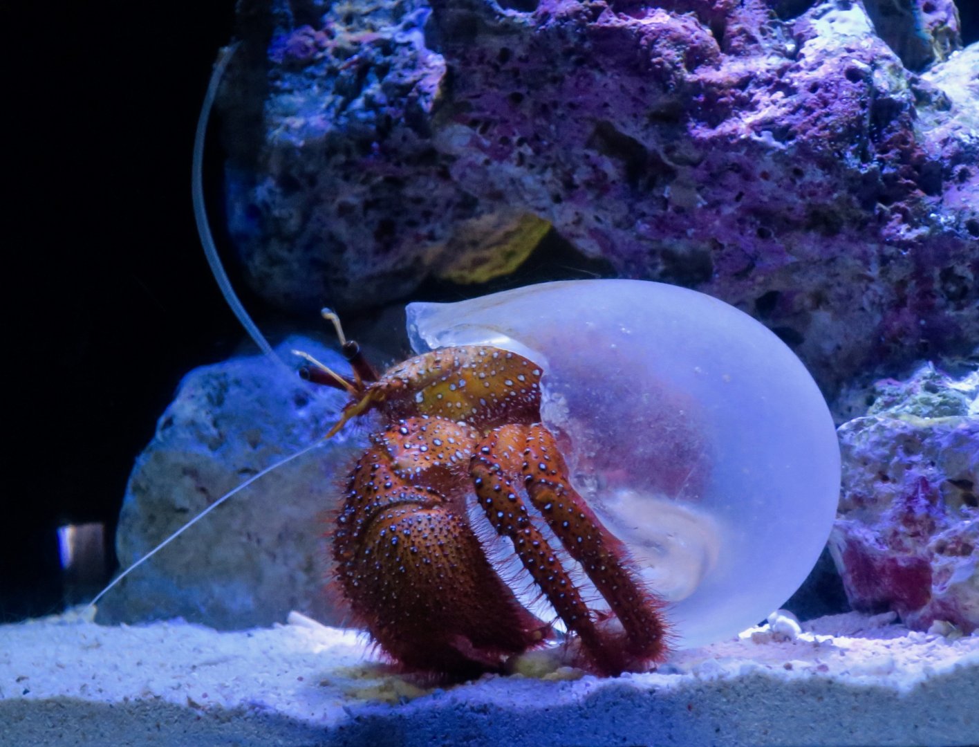 White-Spotted Hermit Crab (Dardanus megistos) with special shell