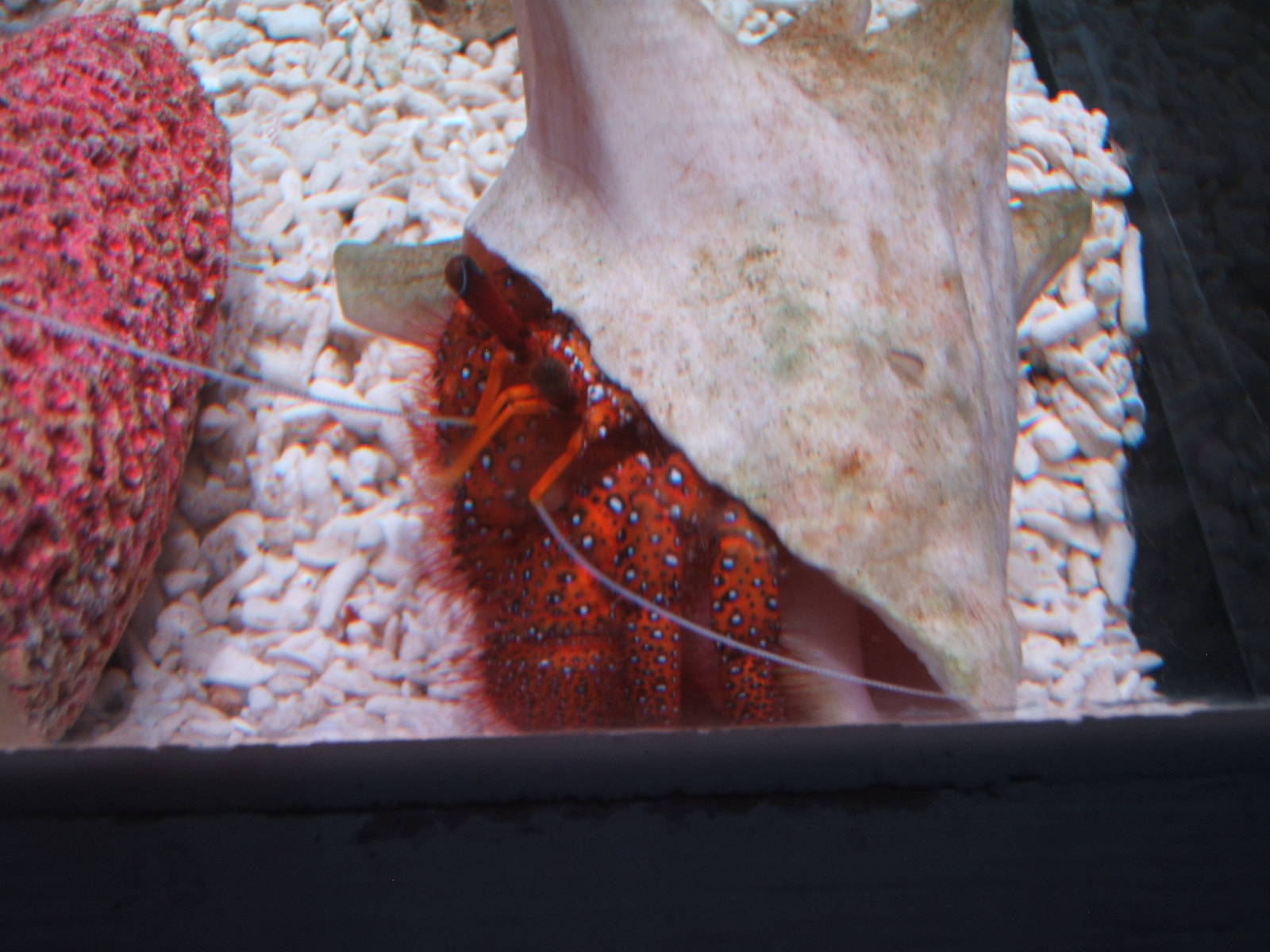 White-spotted Hermit Crab