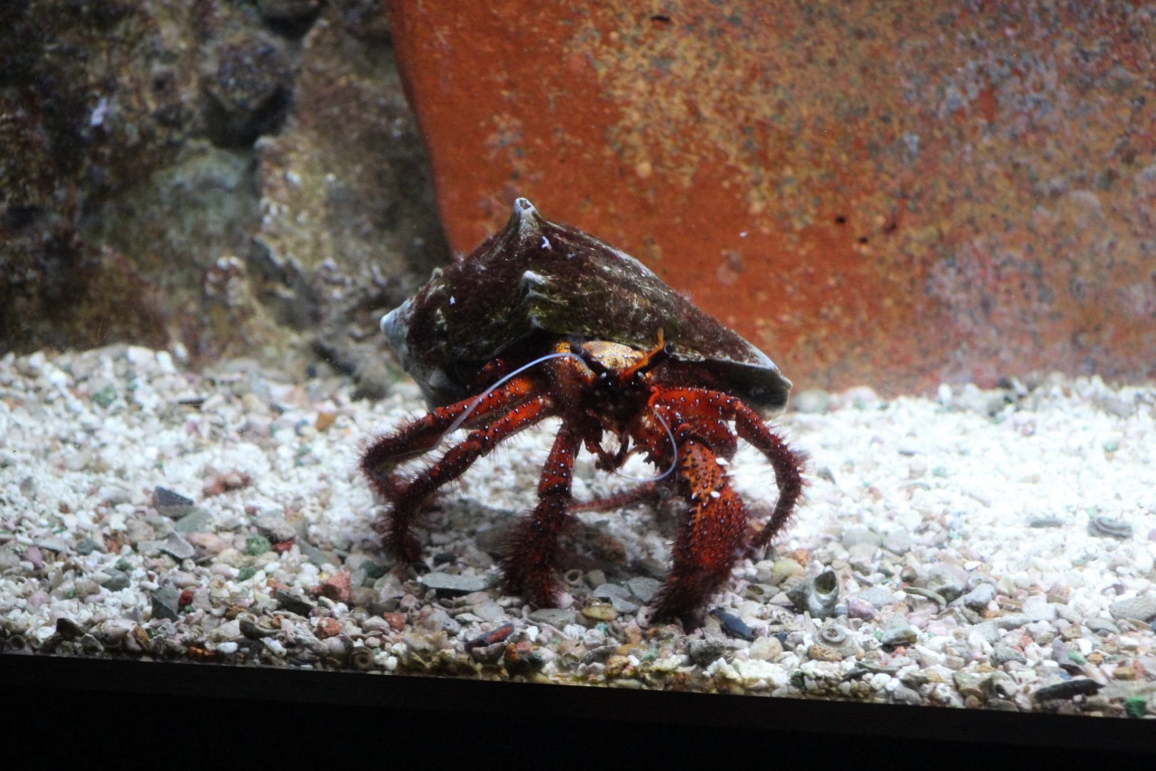 White-Spotted Hermit Crab