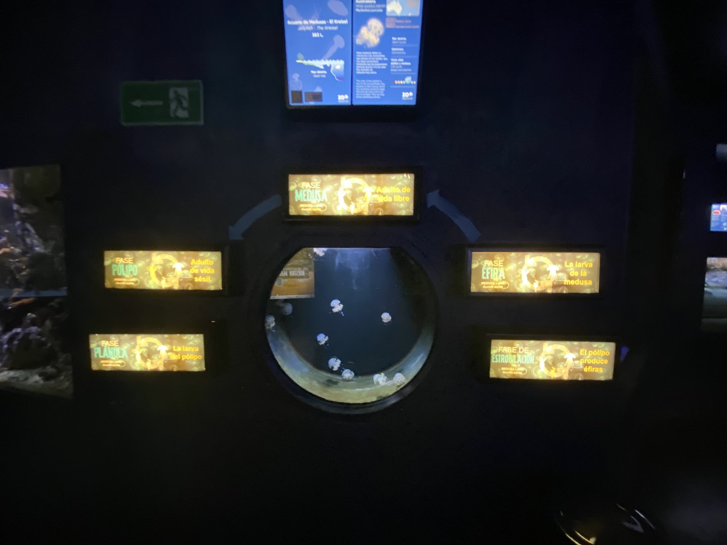 White-spotted jelly aquarium