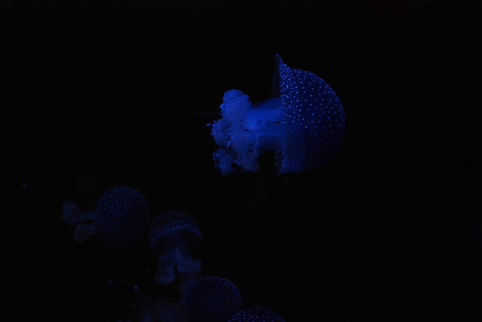 White-spotted Jellyfish at Lisbon Oceanarium, 25/05/11