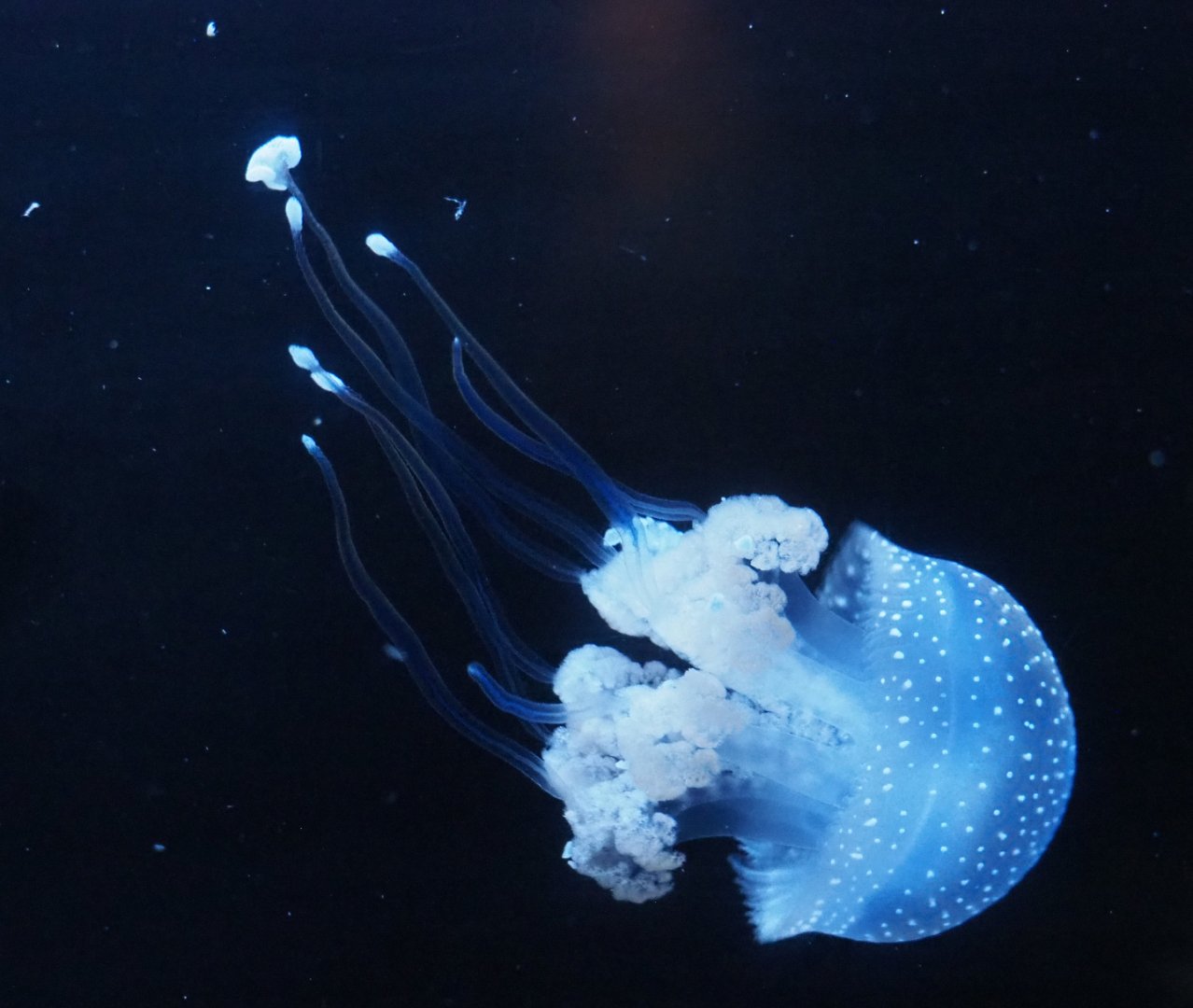 White-spotted jellyfish (Phyllorhiza punctata), 2020-09-03
