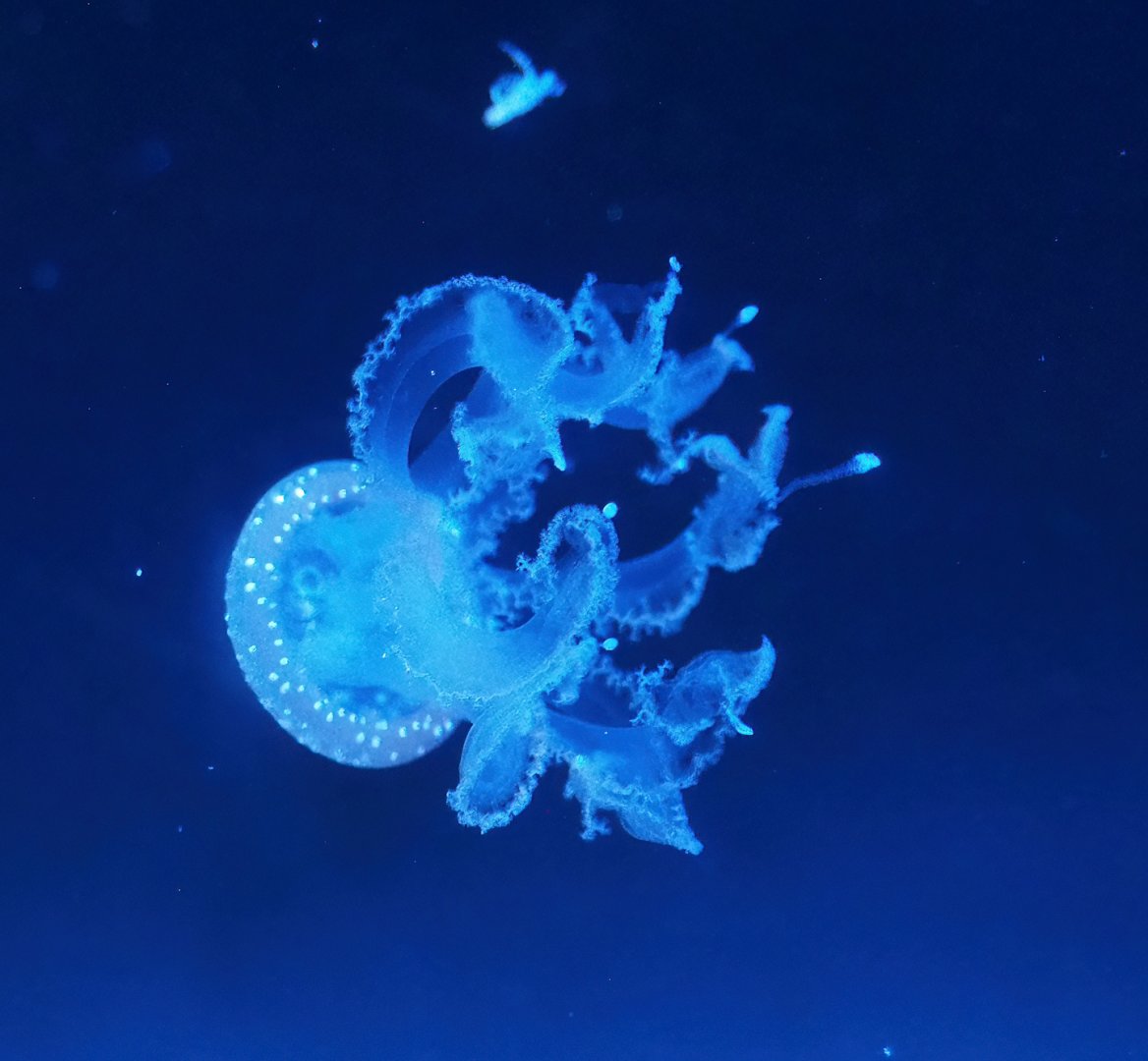 White-spotted jellyfish (Phyllorhiza punctata), 2023-08-17