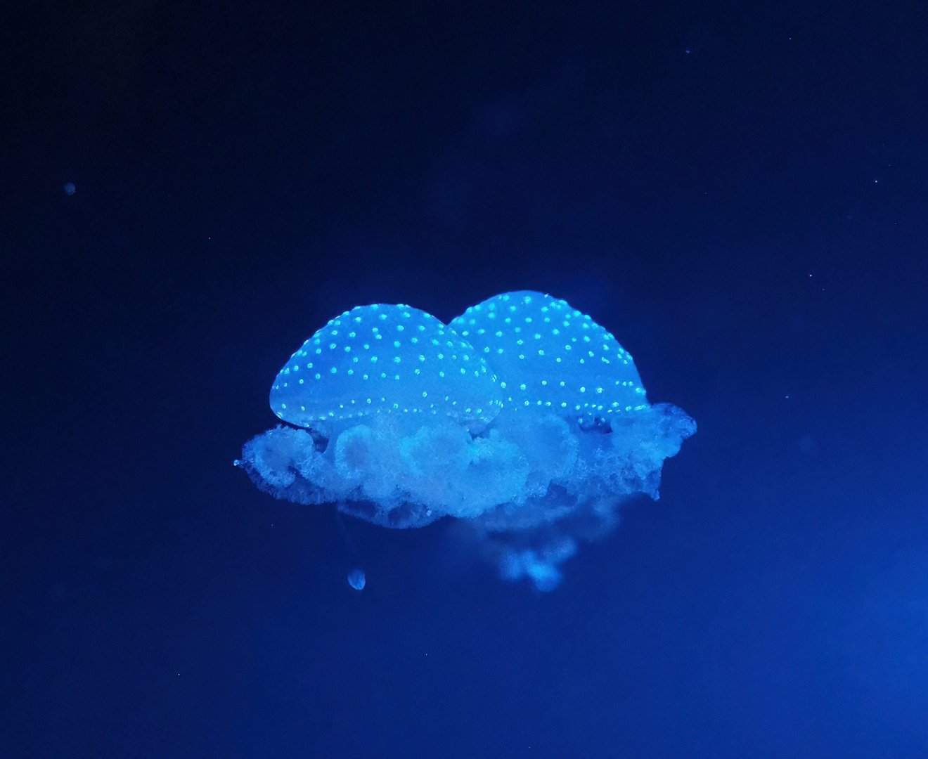 White-spotted jellyfish (Phyllorhiza punctata), 2023-08-17