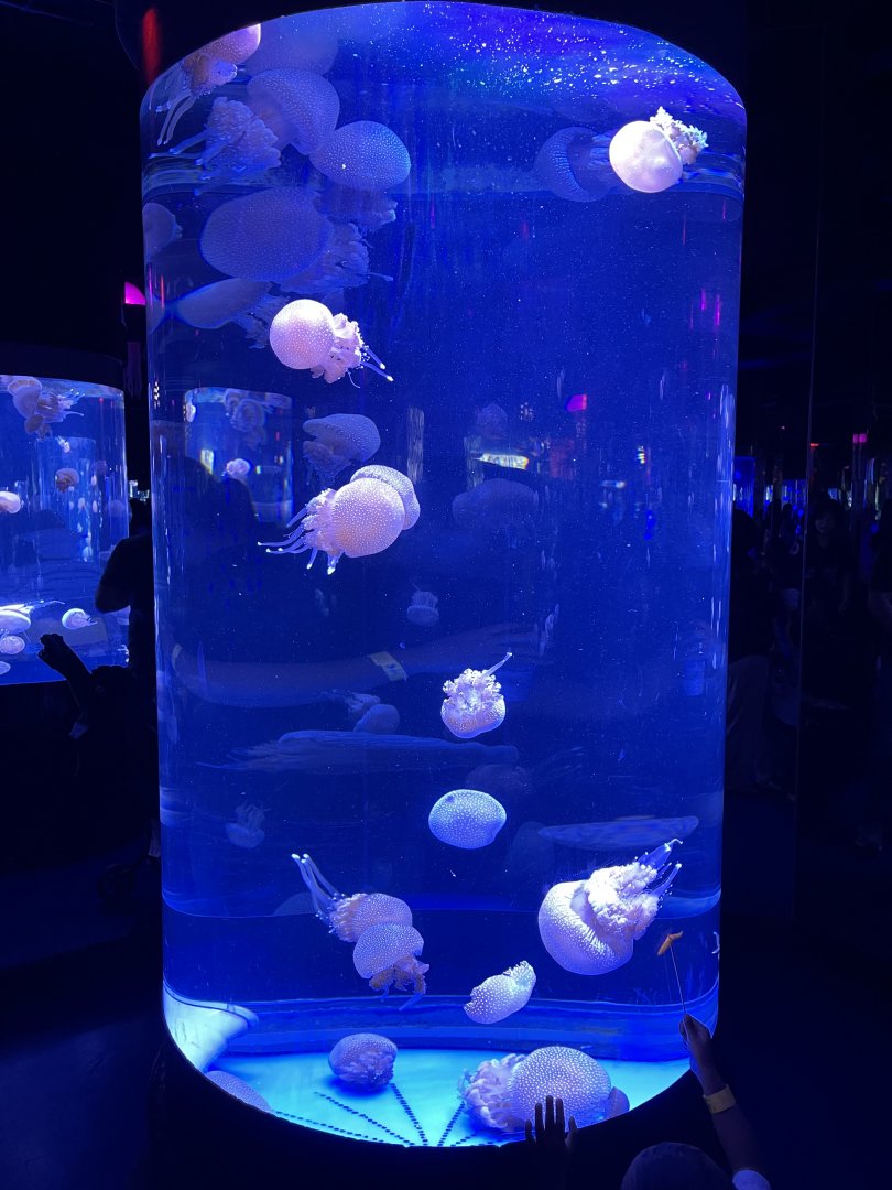 white-spotted jellyfish (phyllorhiza punctata) - BX Sea