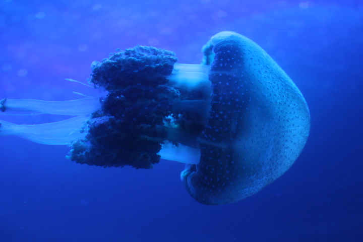 White-spotted jellyfish (Phyllorhiza punctata) - BXSea