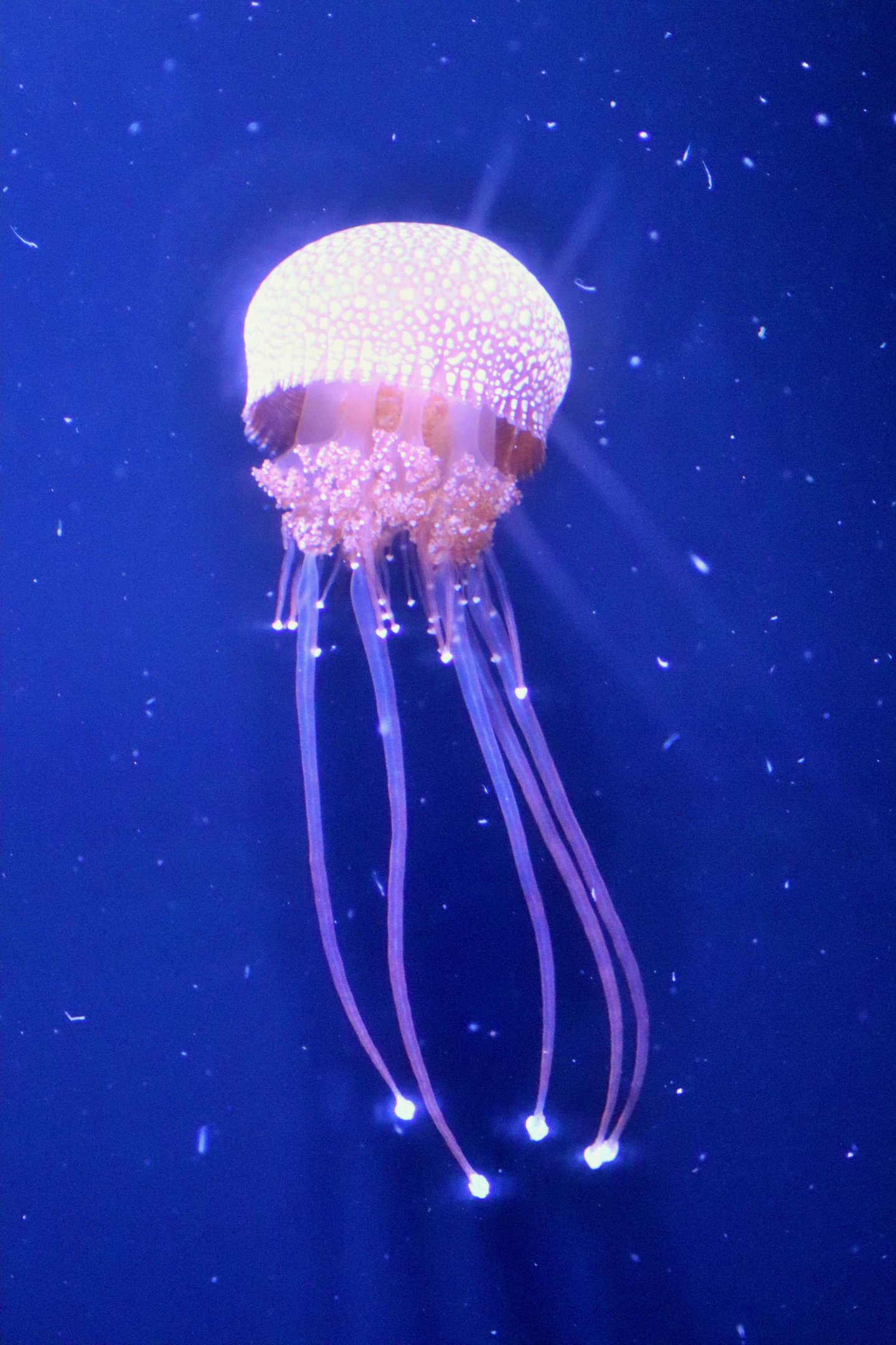 White-spotted Jellyfish (Phyllorhiza punctata) - Sea Jellies Illuminated