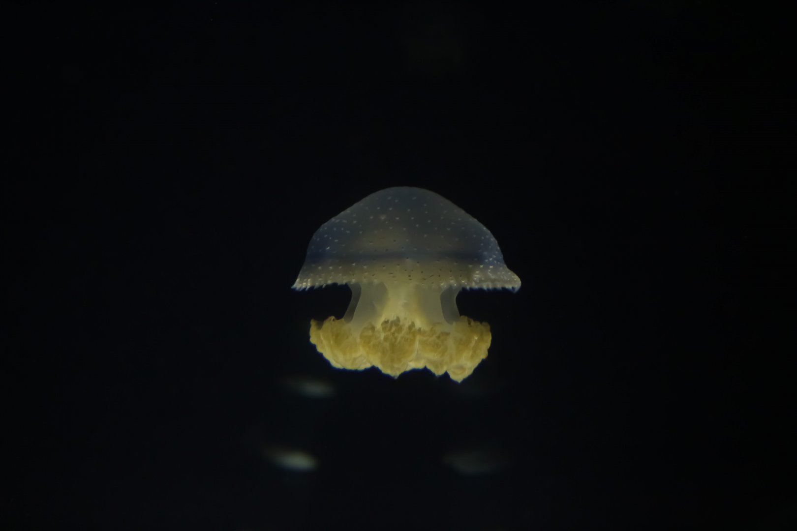 White-spotted Jellyfish (Phyllorhiza punctata)