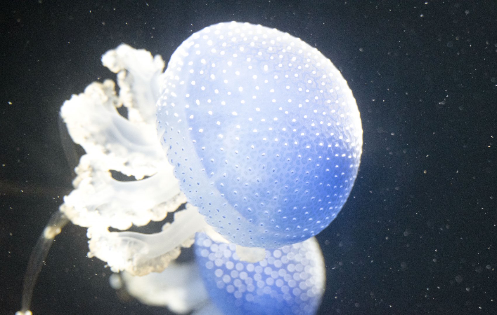 White-spotted jellyfish (Phyllorhiza punctata)