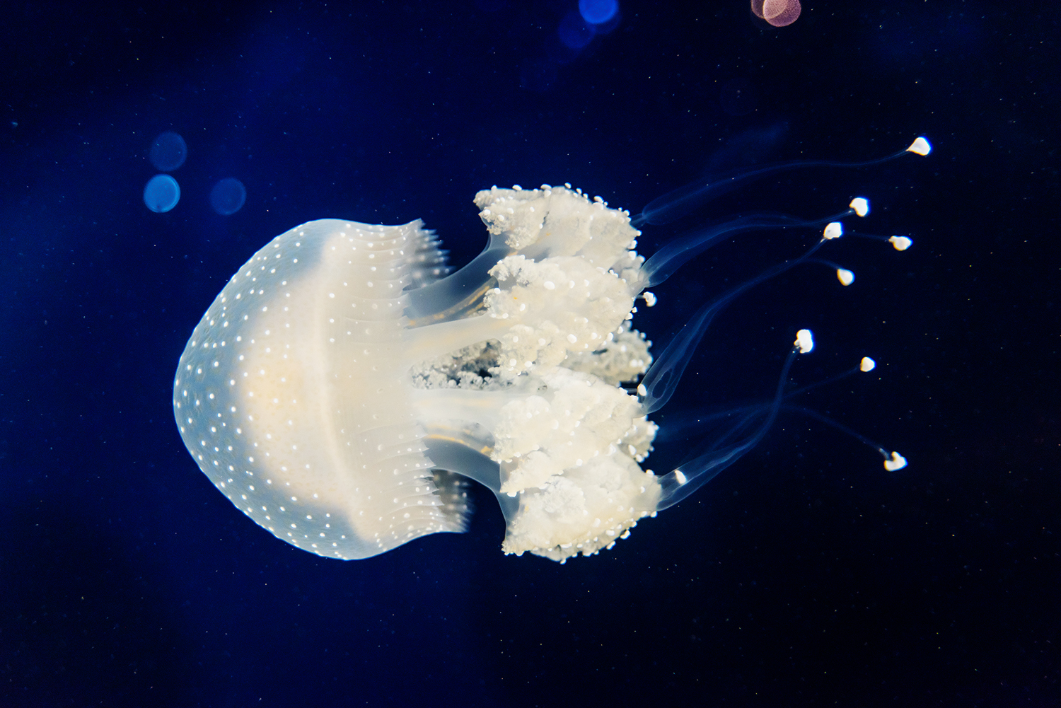 White Spotted Jellyfish (Phyllorhiza punctata)