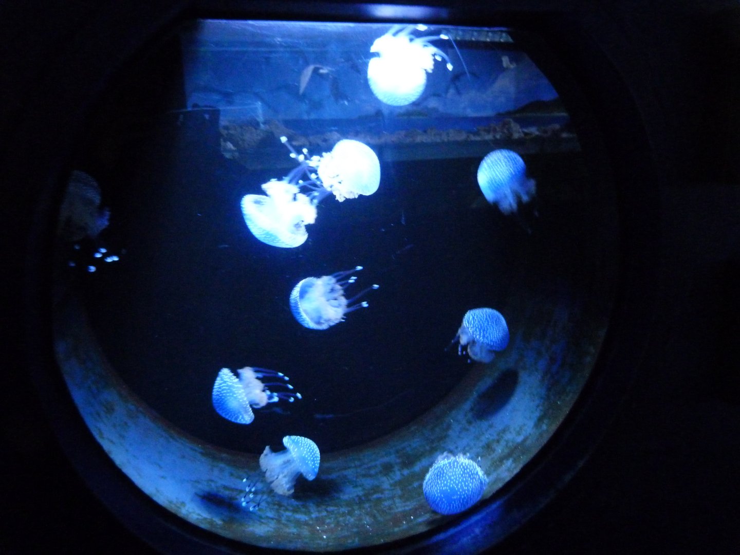 White-spotted jellyfish tank -Zoo Aquarium de Madrid (2025)