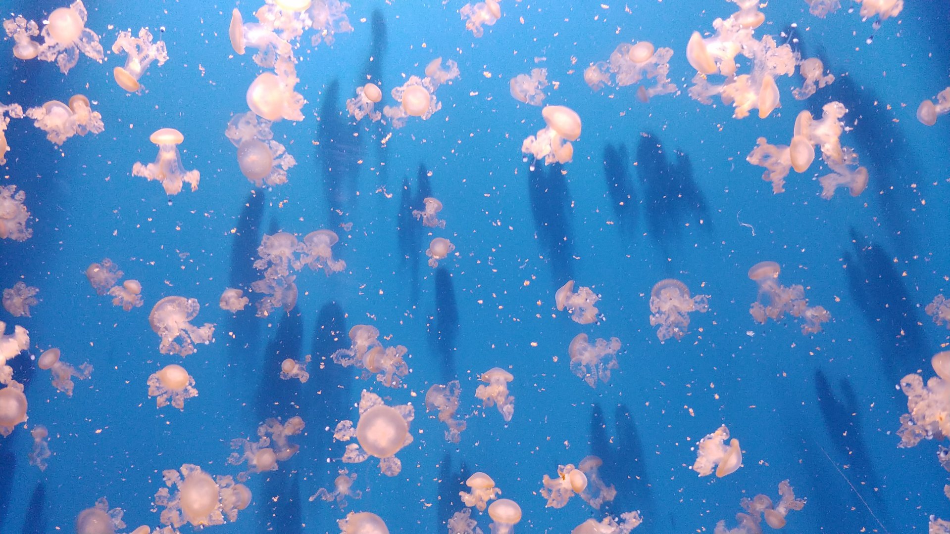 White-spotted jellyfish