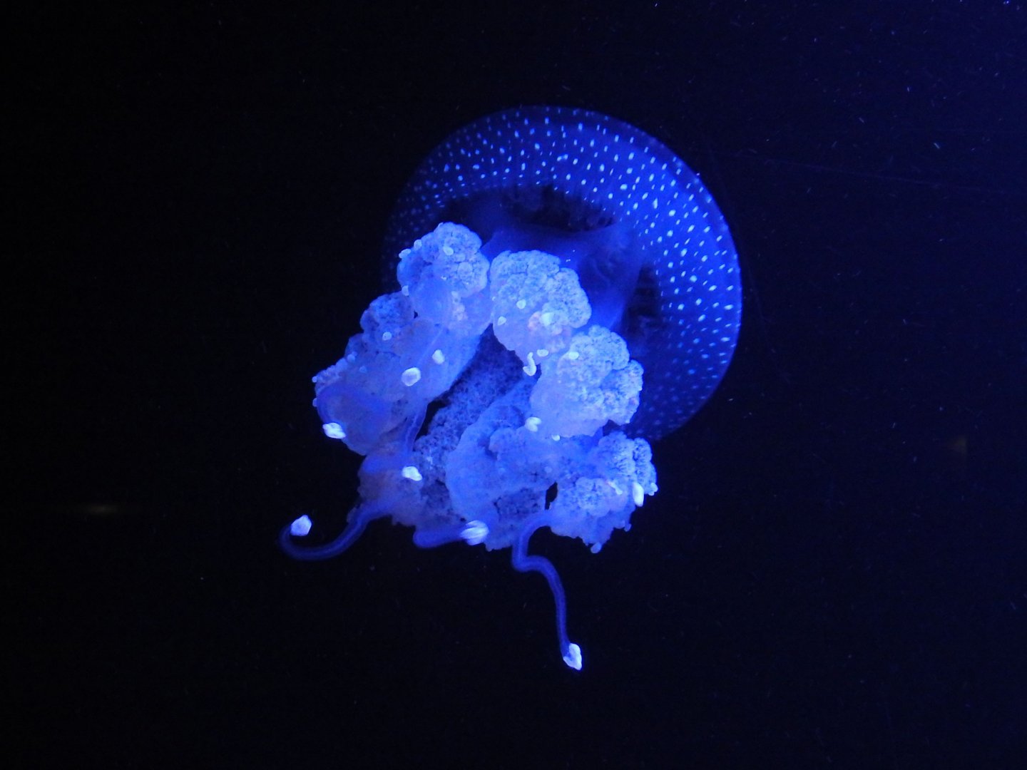 White-spotted Jellyfish
