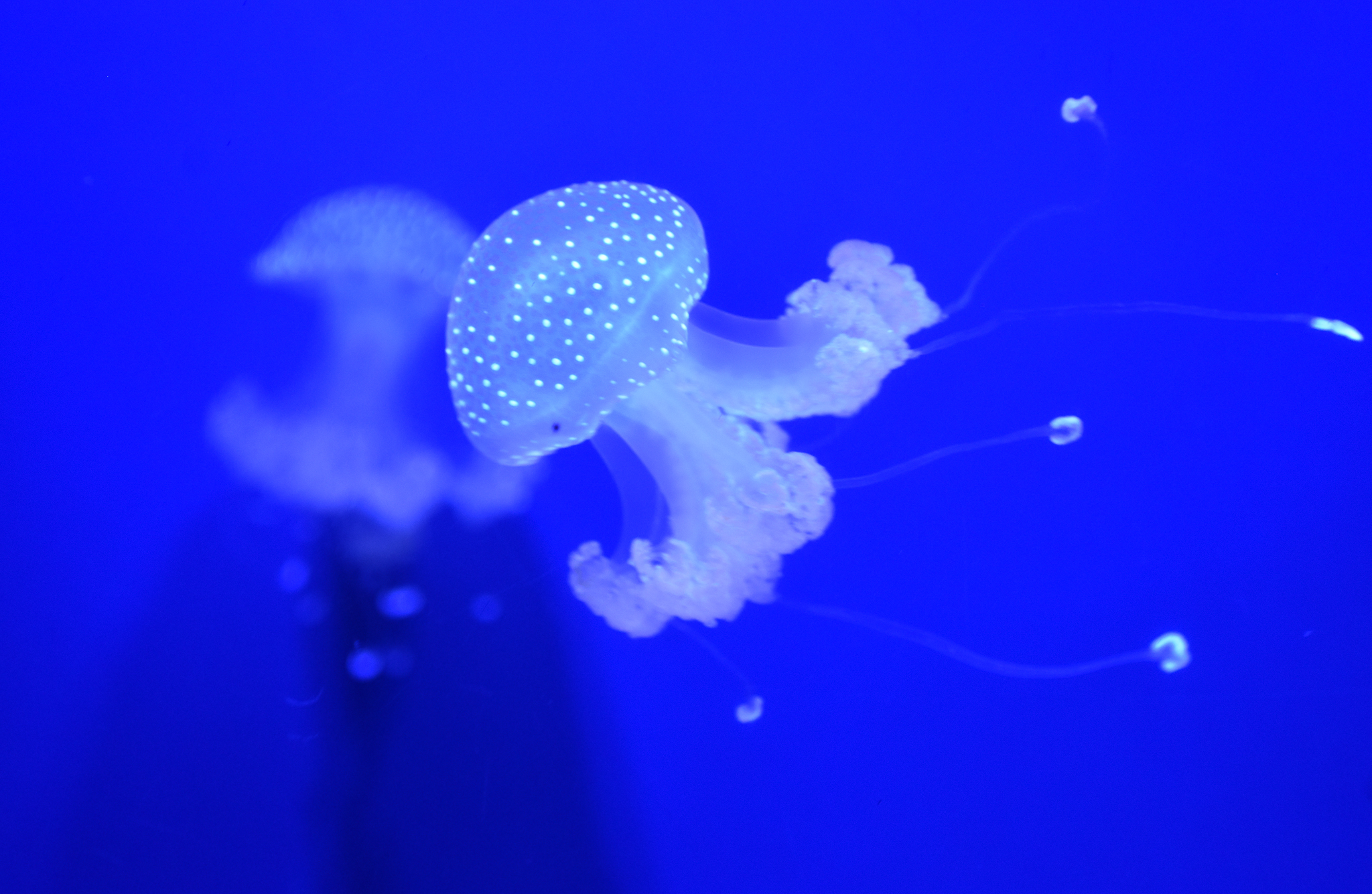 White-spotted Jellyfish