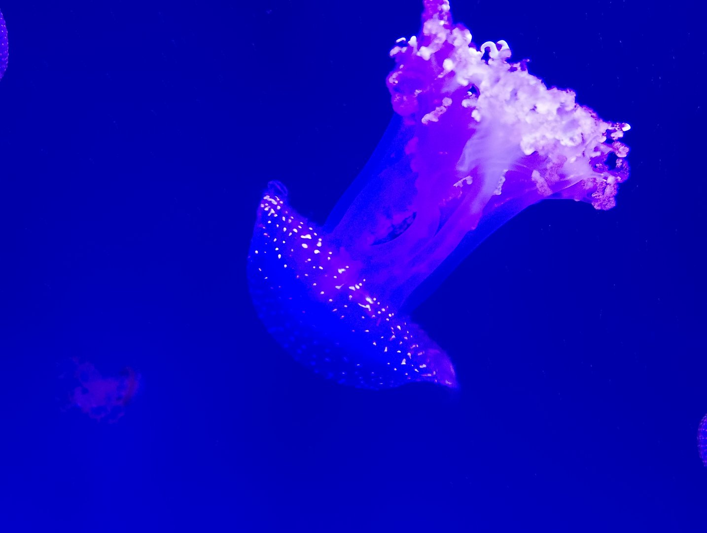 White-spotted jellyfish