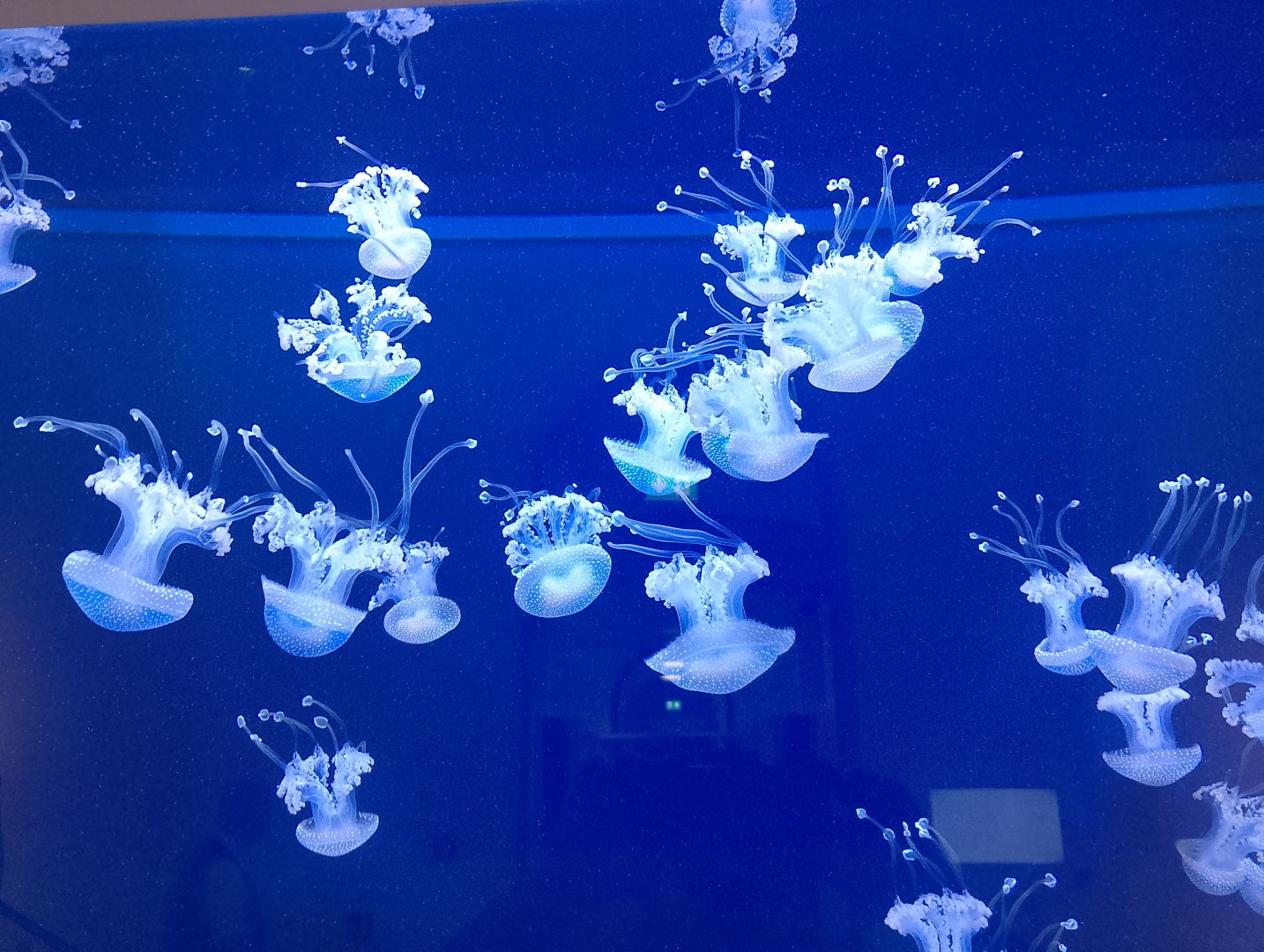 White-spotted jellyfish