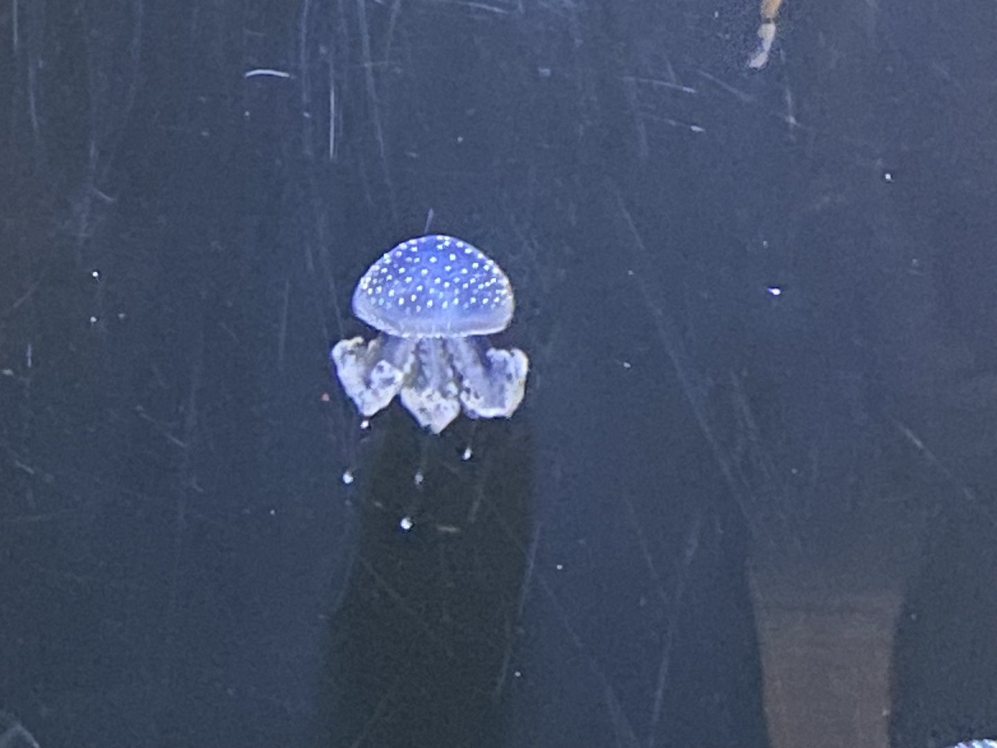 White-spotted jellyfish