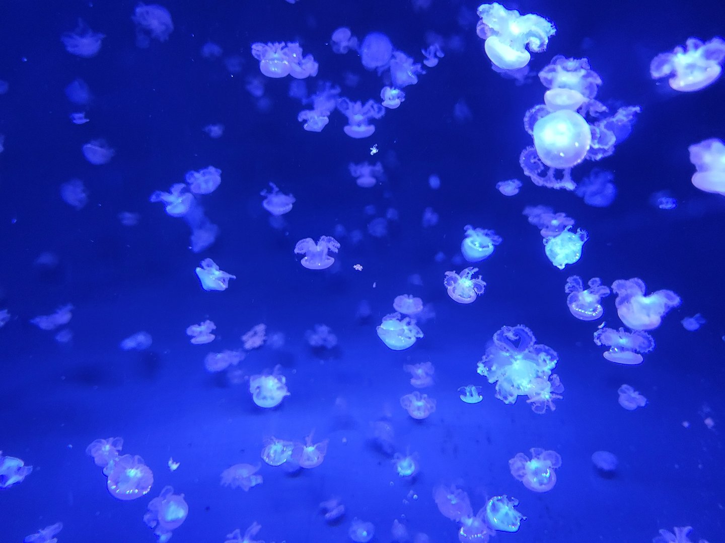 White-spotted jellyfishes - Phyllorhiza punctata