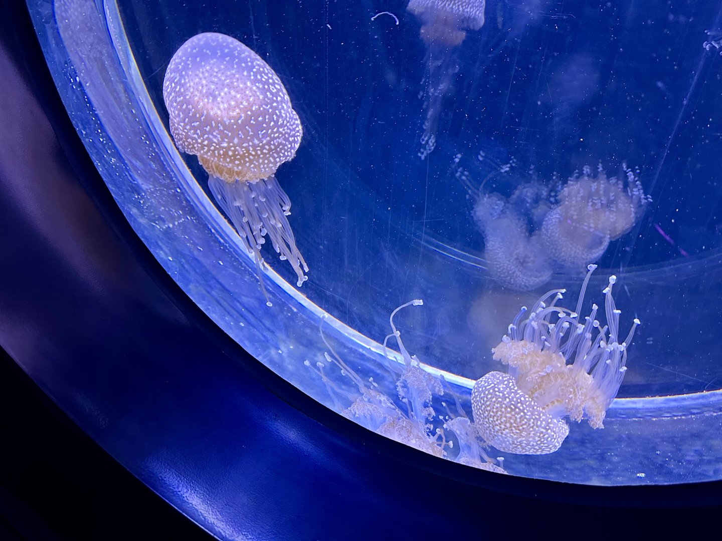White-spotted lagoon jellyfish (Phyllorhiza punctata)