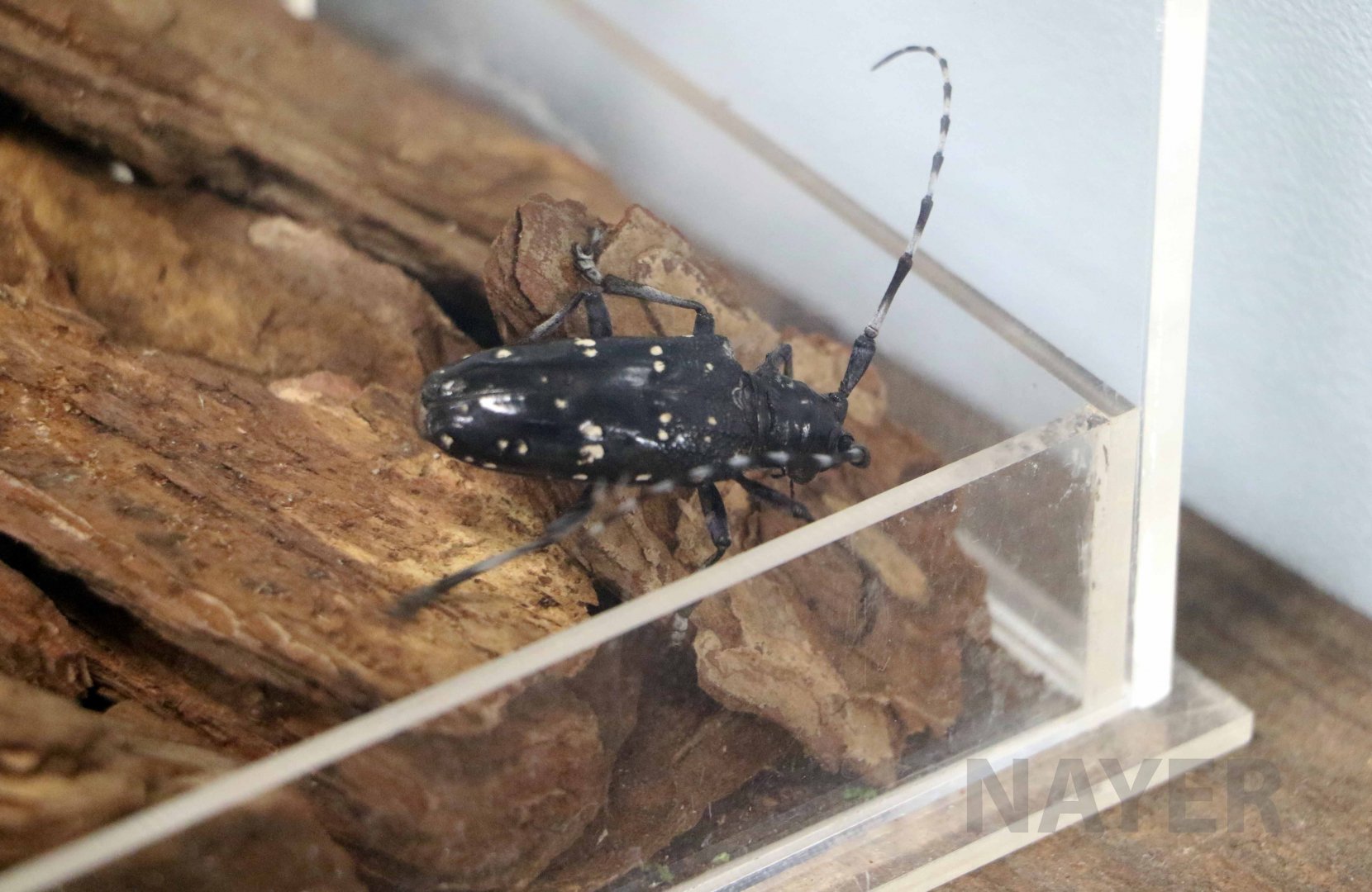 White-spotted longhorn beetle, October 2017