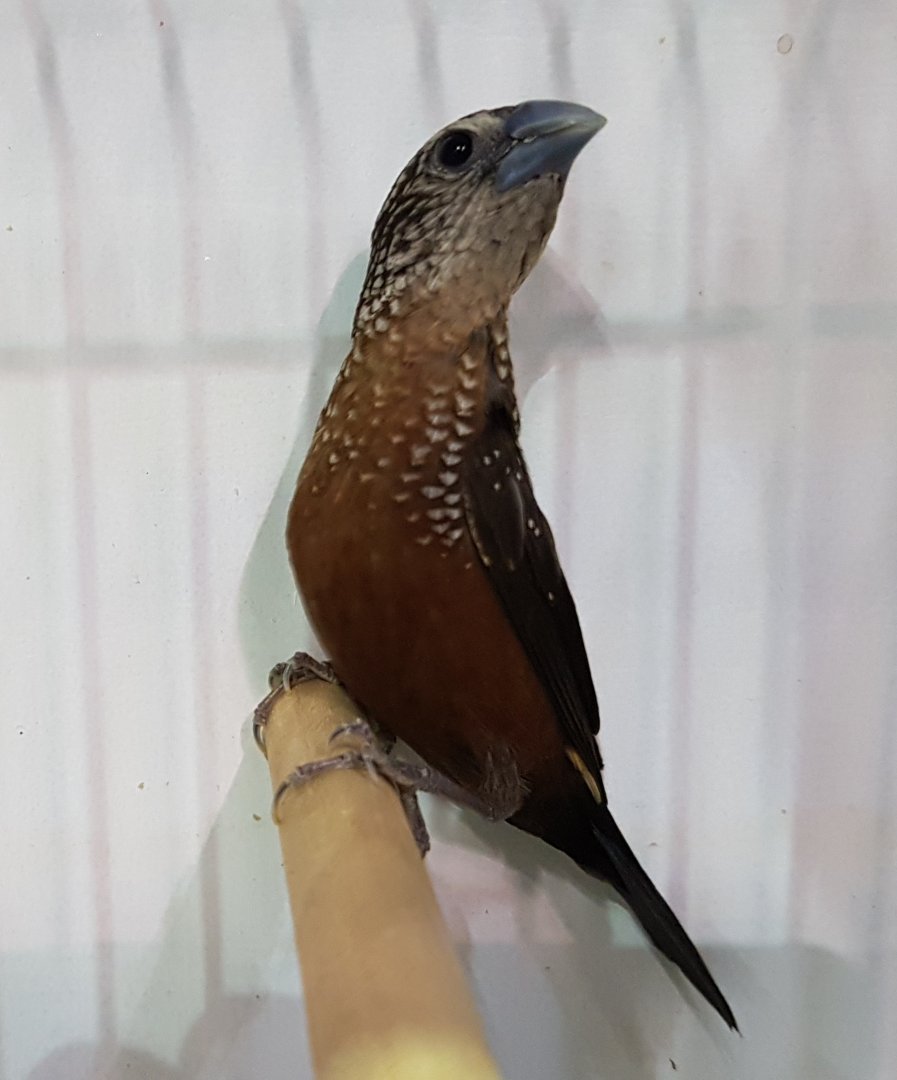 White-spotted mannikin - Lonchura leocusticta