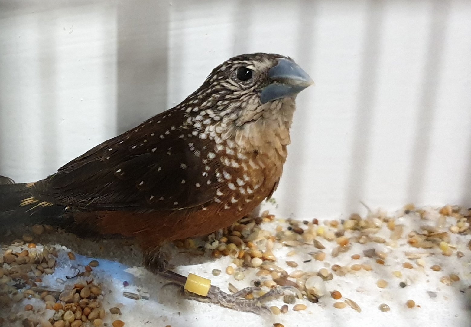 White-spotted mannikin - Lonchura leucosticta