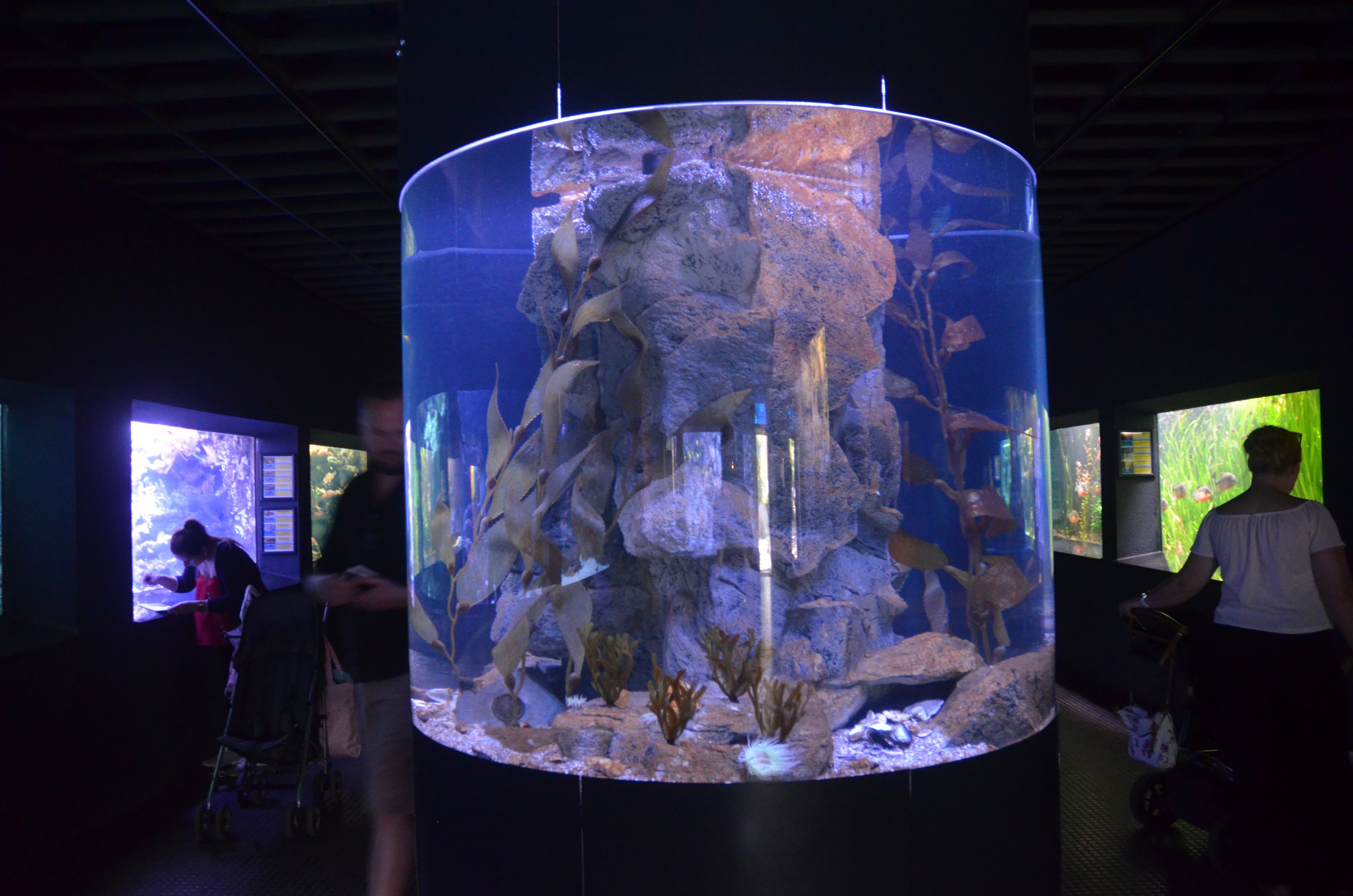 White-spotted Octopus Enclosure at Duisburg, 17/06/19