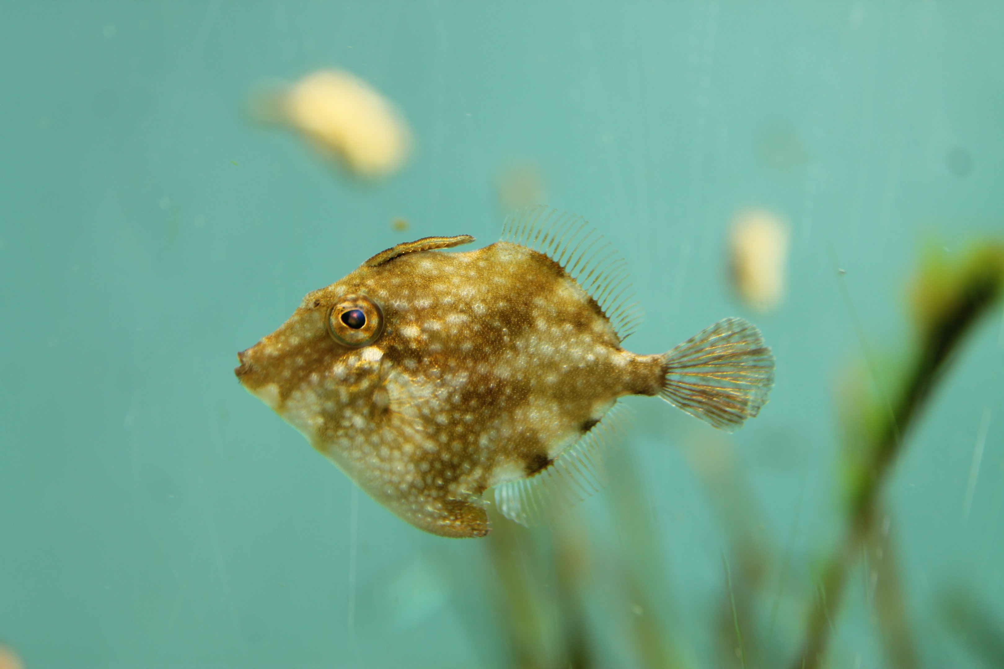 White-spotted Pigmy Filefish (Rudarius ercodes)