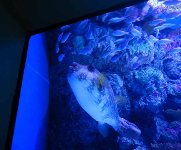 White-Spotted Puffer and Blue-Green Chromis