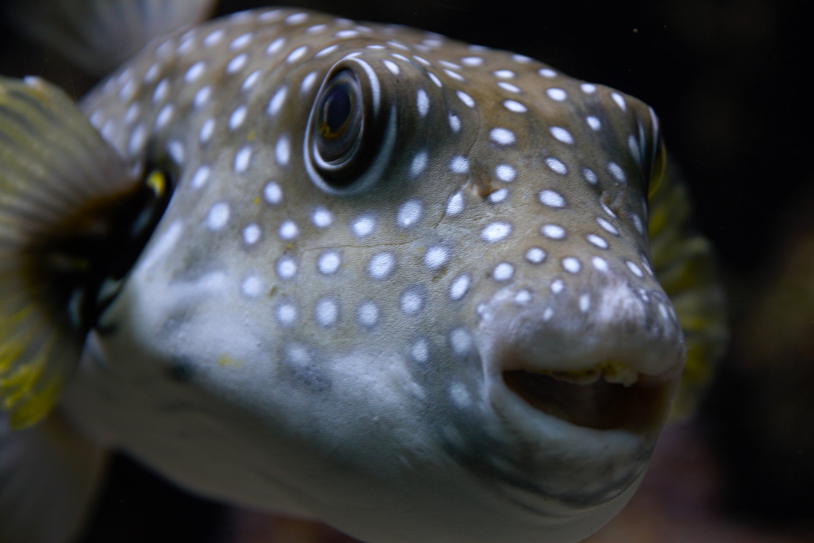 White-spotted puffer (Arothron hispidus), 2025-01-20