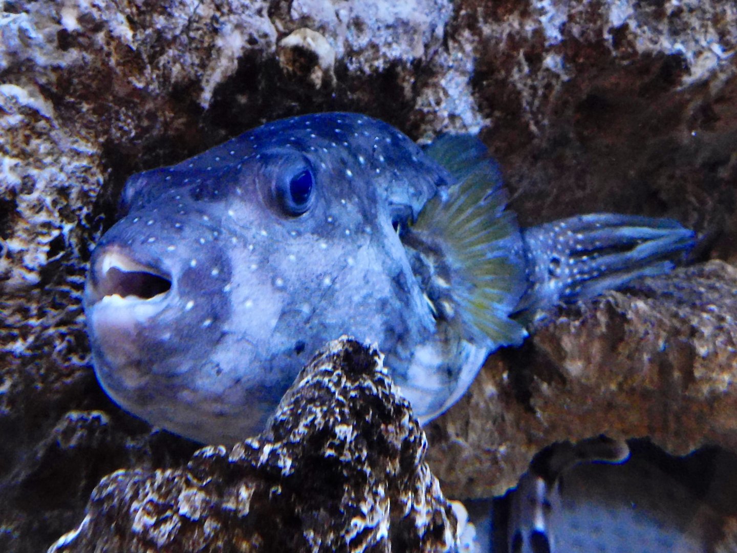 White-spotted puffer (Arothron hispidus) - Itabashi Botanical Garden September 27, 2025