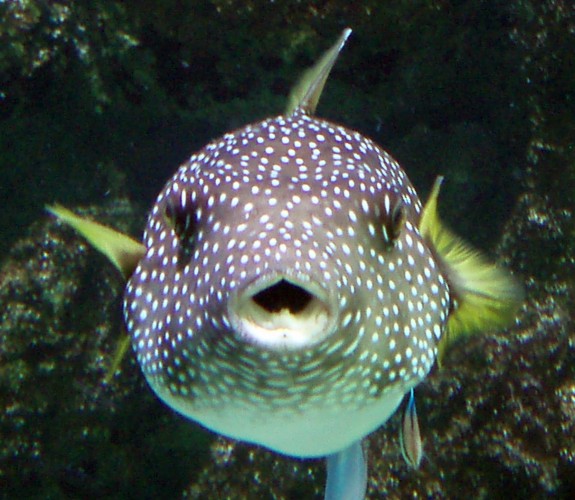 White-spotted Puffer (Arothron hispidus)