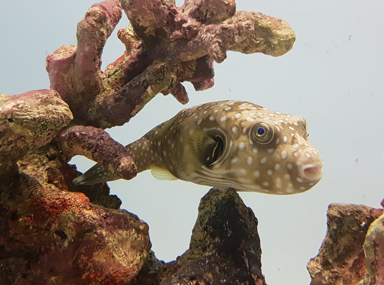 White-spotted puffer - Arothron hispidus