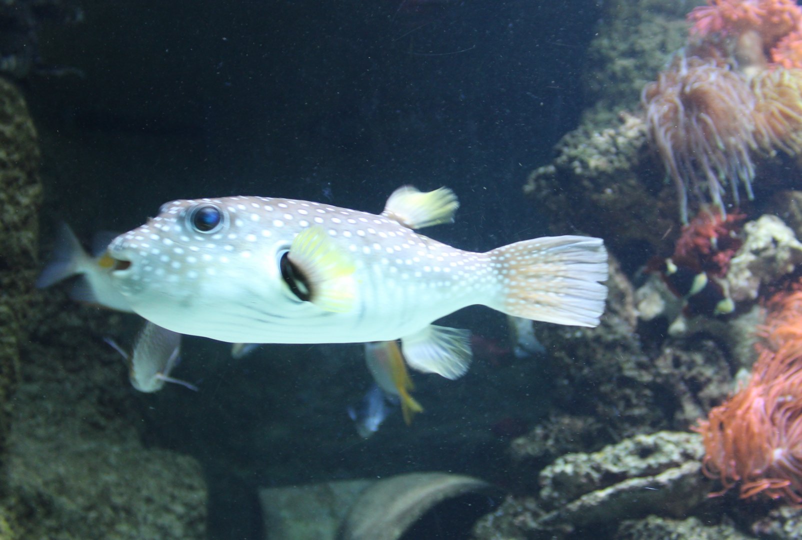 White-spotted puffer - Arothron hispidus