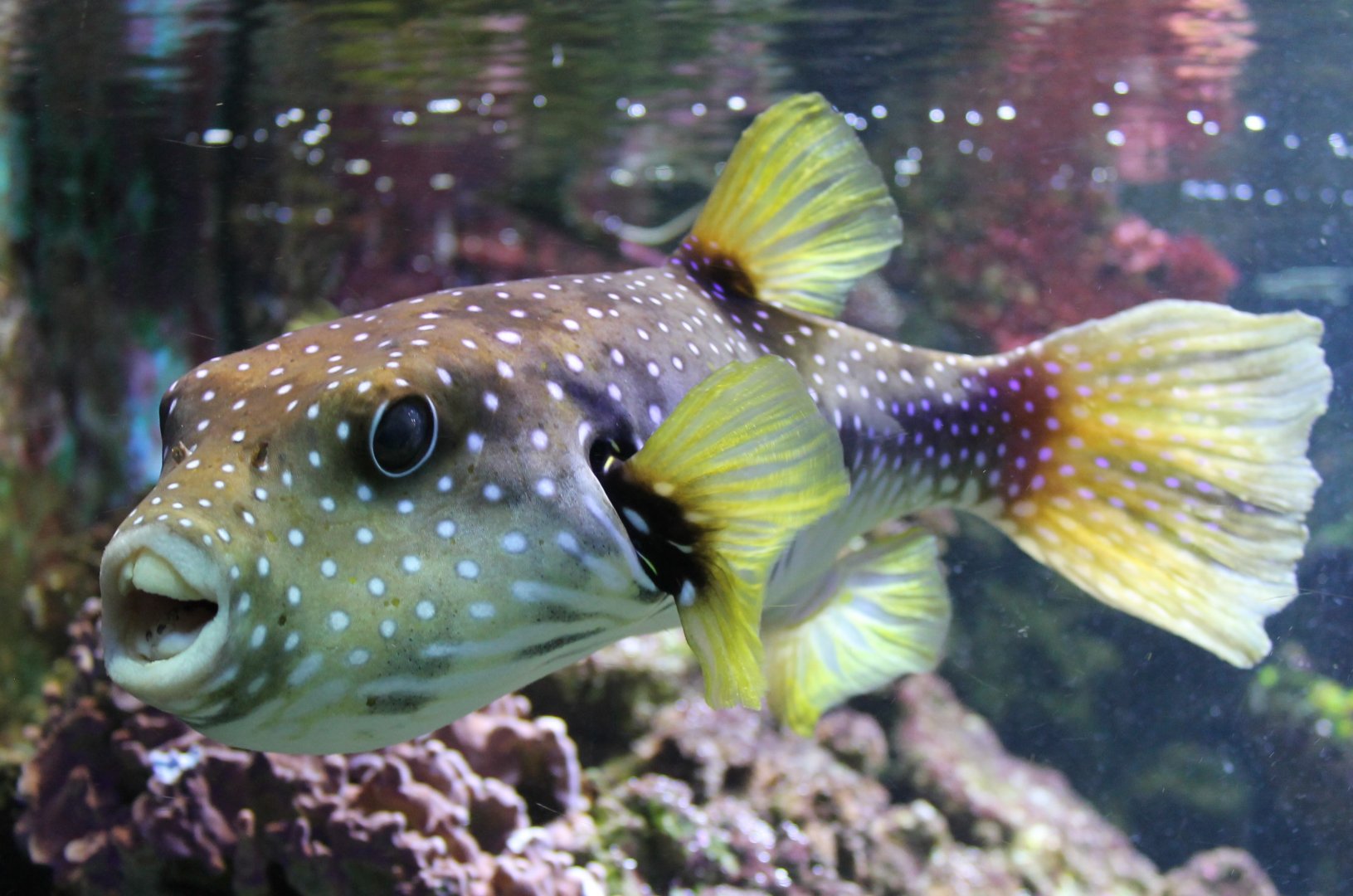 White-spotted puffer - Arothron hispidus