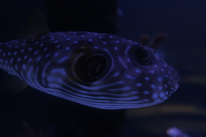White-spotted puffer (Arothron hispidus)