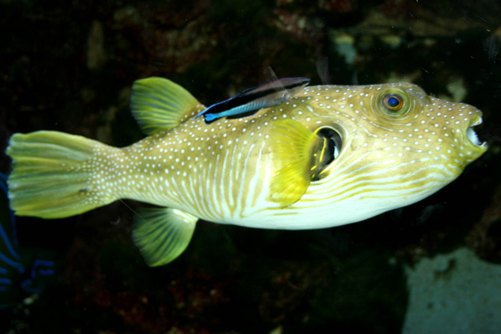 White-spotted puffer fish; Cologne; 24th May 2011