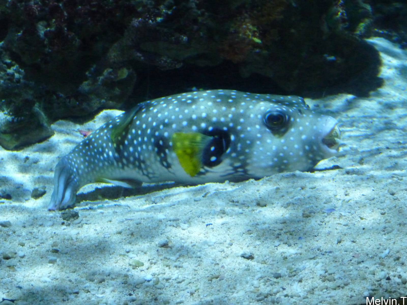 White-spotted puffer / Poisson-ballon ? taches blanches (Arothron hispidus)