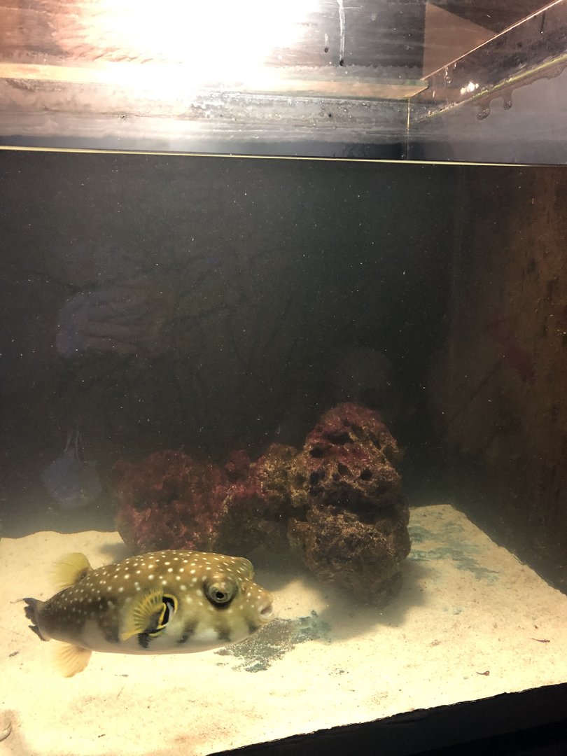 White-Spotted Puffer tank at Aqua Vega