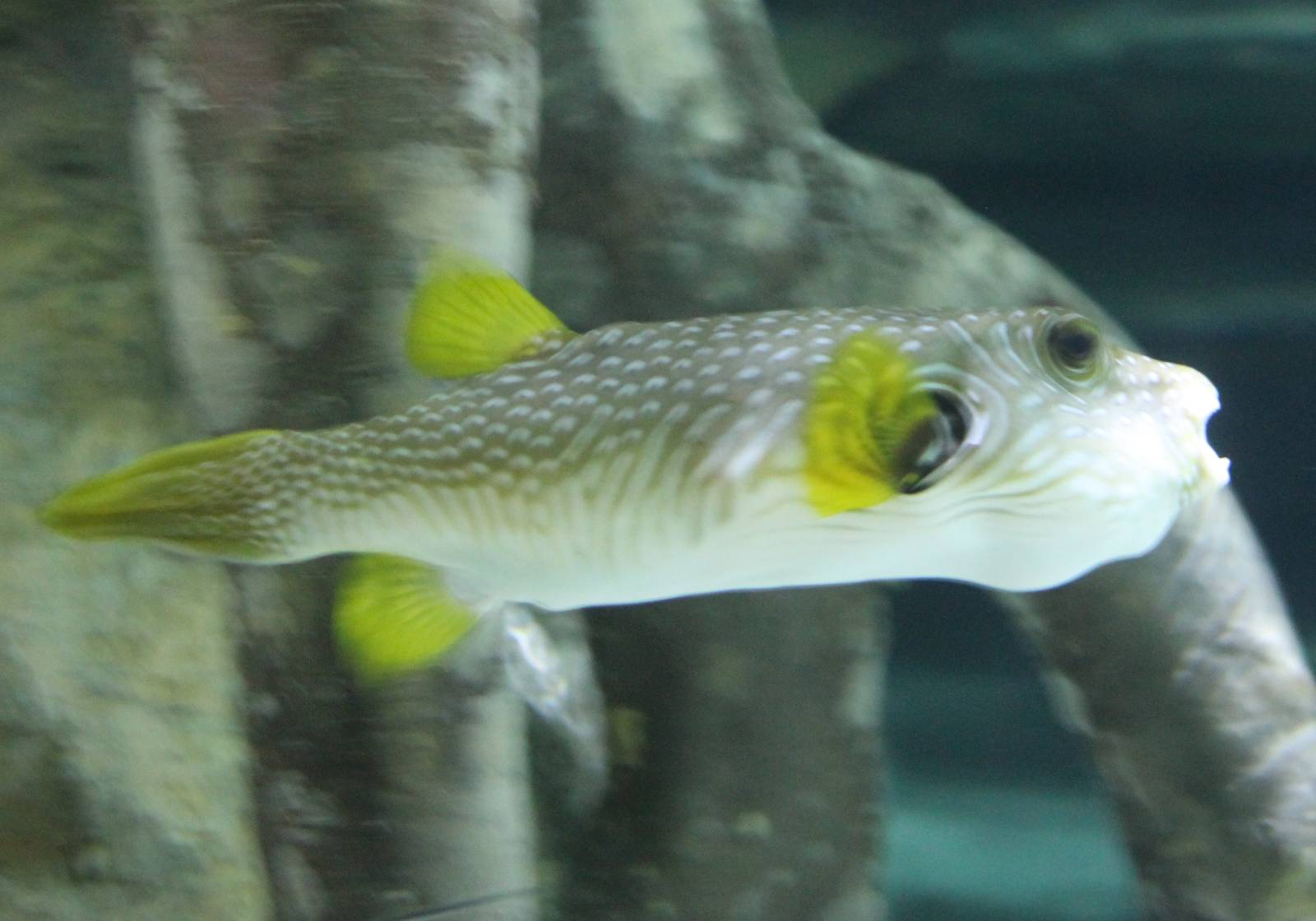 White-spotted puffer